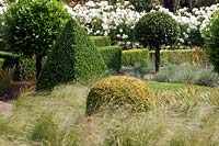 View over Stipa tenuissima and Festuca glauca, with clipped Buxus - Box - and  Laurus nobilis - Bay - and Rosa 'Iceberg' - Rose - beyond
