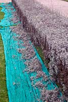 Placing a sheet under a Lavandula - lavender hedge to catch the trimmings