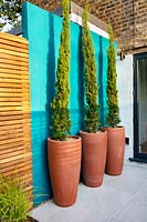 Painted feature wall and Cupressus sempervirens Stricta in pots