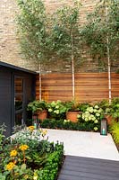 Betula Utilis in large pots,  Hydrangea paniculata 'Little Lime' at end of small London garden, summer.