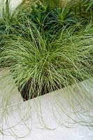 Carex comans 'Frosted Curls' next to white stone patio