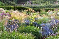 View over prairie-style bed to hedge and houses beyond. In bed, blue Eryngium bourgatii 'Picos Blue' weaves in and out of ornamental grasses and other perennials. Plants include: Stipa gigantea, S. calamagrostis, Dianthus carthusianorum, Allium 'Summer Beauty' and Dipsacus pilosus 
