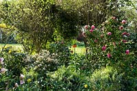 View through shrub border with Camellia in flower