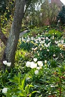 View of mixed borders with flowering bulbs such as Tulipa - Tulip - and Narcissus - Daffodil