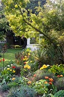 View of mixed borders with flowering bulbs such as Tulipa - Tulip - and Narcissus - Daffodil