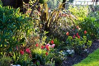 Flowering Tulipa - Tulip - in a mixed bed of shrubs and perennials
