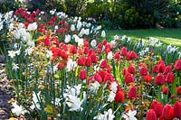 View across a long bed full of Tulipa - Tulip - and Naricussus - Daffodil  