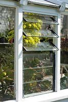 Louvered window vent in a greenhouse