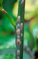 Scale insect of stem of Citrus plant
