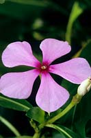 Catharanthus roseus - Madagascan Perrywinkle