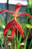 Sprekelia formosissima - Aztec Lily or Jacobean Lily