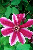 Clematis 'Pamina'