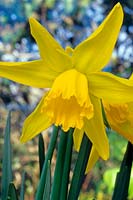 Narcissus 'February Gold' - Daffodil