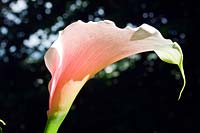 Zantedeschia aethiopica 'Marshmallow'.