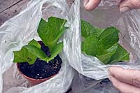 Taking cuttings from a Hydrangea sequence 3 - Cover with a clear plastic bag to keep in humidity until rooted.
