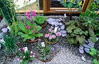 Potted alpine plants plunged in gravel in an alpine house.