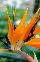 Strelitzia reginae 'Bird of Paradise'.