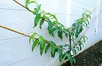 Young fan-trained Prunus persica - Nectarine - 'Lord Napier' growing against a conservatory wall