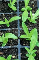 Modular tray of Dorotheanthus bellidiformis - Livingstone Daisy - seedlings