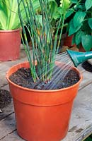 Watering in a newly-potted Restio plant with a watering can fitted with a rose