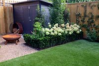 Gravel patio in West London garden with fire pit and grey wooden shed and metal hoop wood store - planting includes Hydrangea paniculata Little Lime, Persicaria Orange Field, Carpinus betulus Frans Fontaine, Euonymus Jean Hughes.