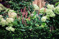 West London garden - planting includes Hydrangea paniculata Little Lime, Persicaria Orange Field, Carpinus betulus Frans Fontaine, Euonymus Jean Hughes.