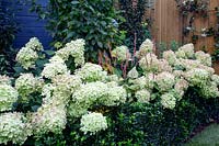 West London garden - planting includes Hydrangea paniculata Little Lime, Persicaria Orange Field, Carpinus betulus Frans Fontaine, Euonymus Jean Hughes.