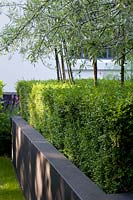 Clipped Buxus - Box - hedging and Pyrus salicifolia 'Pendula' - Willow-leaved Pear - growing in modern, black raised bed.