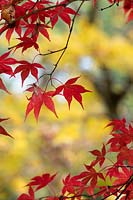Acer palmatum ssp. 'Matsumurae' -  Japanese Maple 'Matsumurae' foliage in autumn