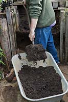Gardener shoveling homemade compost into a wheelbaroow from a compost heap ready to put into vegetable garden in autumn