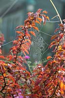 Spider's web in Prunus - Cherry tree foliage 