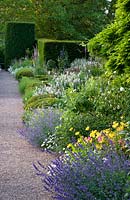 Long border alongside gravel path, with Nepeta, Alstroemeria, Lupinus arboreus, Buxus balls, Lavandula, Digitalis, Wisteria and topiarised Taxus - Yew cylinders