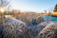 Border with Panicum virgatum 'Warrior' and Calamagrostis x acutiflora 'Karl Foerster' covered with frost in Winter.
