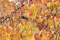 Prunus 'Yokihi' - Japanese Cherry - foliage 