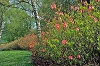 Bed of Rhododendron - Deciduous Azalea - with Betula - Silver Birch 