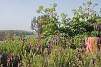 Lavandula pedunculata subsp. pedunculata and Angelica archangelica  