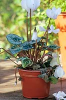 A Cyclamen affected by Botrytis disease