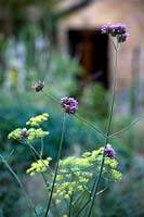 Verbena bonariensis - Purple top and Patrinia scabiosifolia - Eastern Valerian