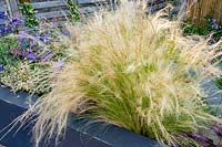 A grey raised bed with Stipa tenuissima and Heuchera 'Berry Smoothie'