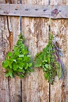 Two bunches of herbs hung up to dry, one bunch of Melissa officinalis - Lemon Balm  - and the other mixed herbs 