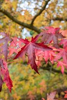 Liquidambar styraciflua 'Parasol' - Sweet gum tree foliage in autumn