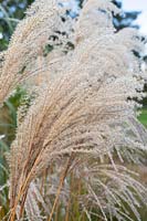 Miscanthus Sinensis 'Malepartus' - Eulalia 'Malepartu' grass in autumn.