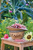 Straw hat of harvested beans Phaseolus vulgaris Firetongue 'Borlotto Lingua di Fuoco'.