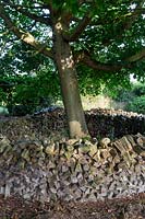 Acer platanoides - Norway Maple - with decorative circular wood pile habitat around base of tree