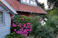 Front garden planting includes: Hydrangea Hortensia, Hydrangea arborescens 'Annabelle', Panicum virgatum 'Heavy Metal', Molinia caerulea subsp. arundinacea 'Transparent', Stipa tenuissima