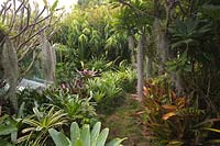 An informal path, edged with Mondo Grass leading through a lush, jungle garden heavily planted with a variety of bromeliads, featuring large Alcantareas, Frangipanis and Airplants.