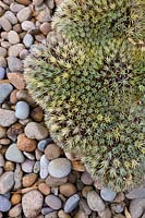 Detail shot of a Deuterocohnia brevifolia, a type of compact grey green bromeliad with small triangular rosettes of spiky leaves, growing in a graden mulched with river pebbles.