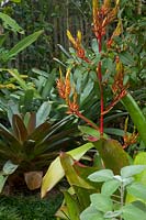 Yellow and orange bromeliad flower with a bright red stem growing 