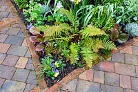 Mixed planting in Spring border in front garden in West London. Planting includes: Bergenia eroica,  Dryopteris atrata 