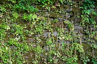 Umbilicus rupestris, Navelwort growing in old stone wall